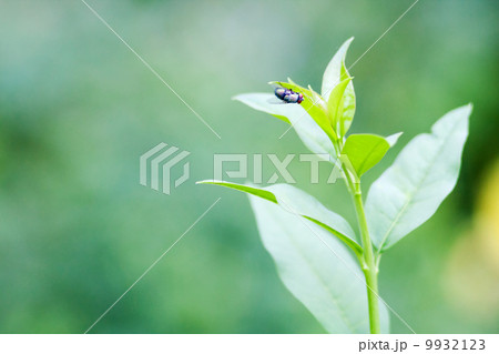 fly on a leaf 9932123