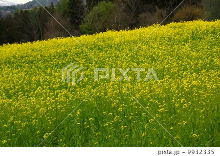 いいやま菜の花まつり 9932335