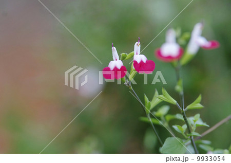 チェリーセージ「ホットリップス」 チェリーセージ「ホットリップス」 9933054