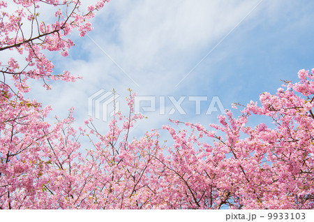 河津桜 9933103