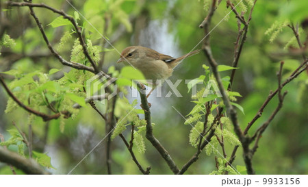 生き物　鳥類　ウグイスではありません。チョウセンウグイス2 9933156