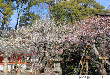 京都 北野天満宮 梅 京都 北野天満宮 梅 9933180