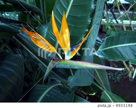 ゴクラクチョウカ 9933198