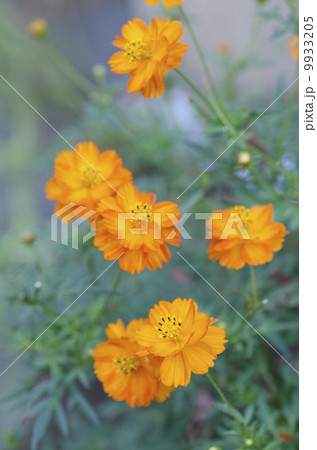 キバナコスモス「サニー」 9933205