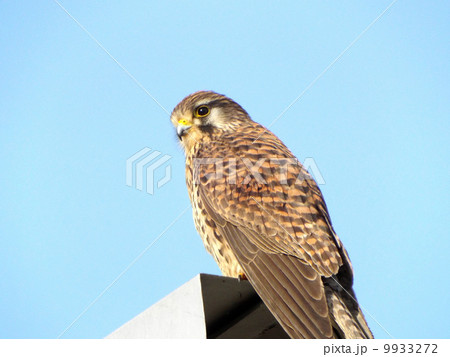 チョウゲンボウ 9933272