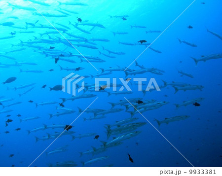 バラクーダの群れ 9933381