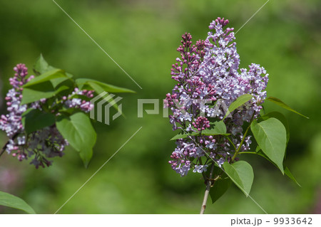 Lilacs 9933642