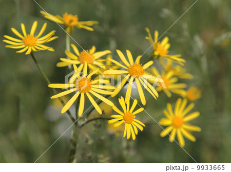 Common Ragwort (Senecio jacobaea) Common Ragwort (Senecio jacobaea) 9933665