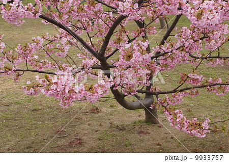 河津桜 河津桜 9933757