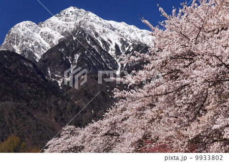 甲斐駒ケ岳と桜 9933802