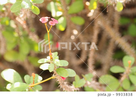 花キリンの花 9933838