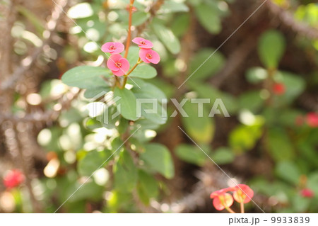 花キリンの花 9933839