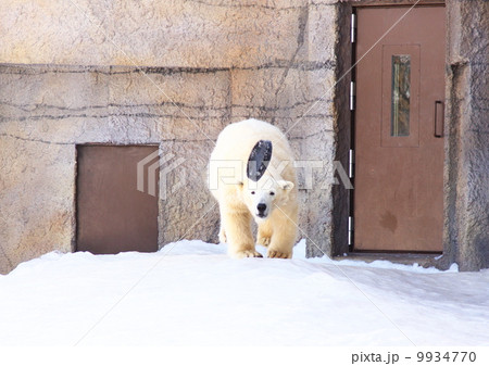 札幌円山動物園のホッキョクグマ 9934770