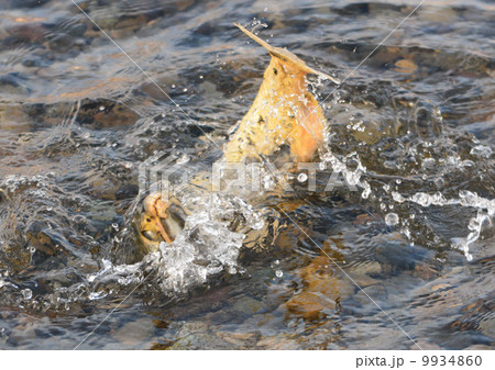 秋鮭 秋鮭 9934860