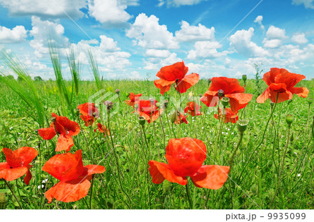 poppies on green field poppies on green field 9935099