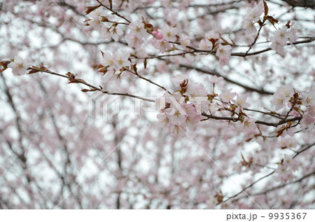 さくら 9935367