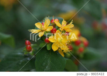 小坊主弟切 コボウズオトギリと申します。 小坊主弟切 コボウズオトギリと申します。 9935422