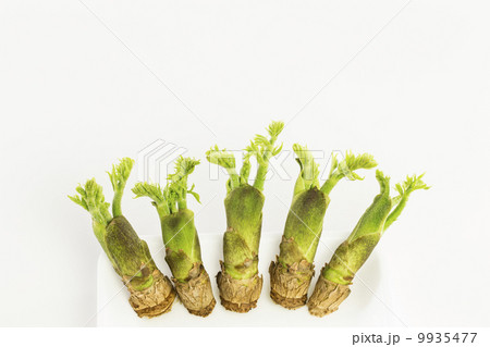 タラの芽 タラの芽 9935477