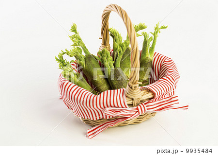 タラの芽 タラの芽 9935484