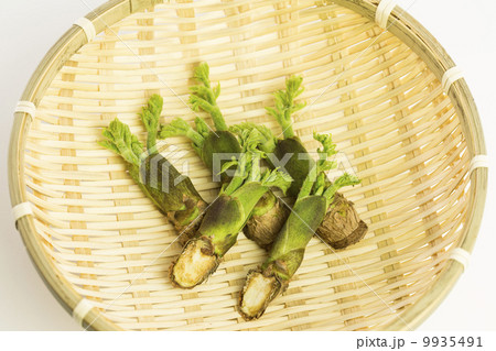 タラの芽 9935491