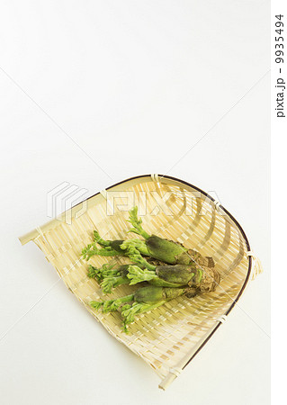 タラの芽 9935494