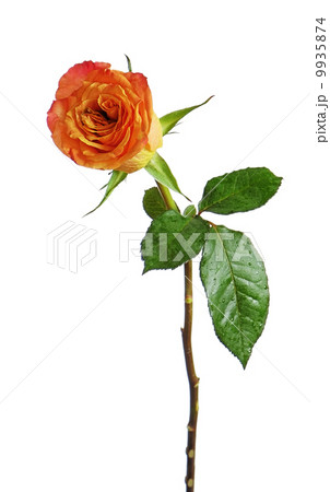 Rose isolated on white background. Rose isolated on white background. 9935874