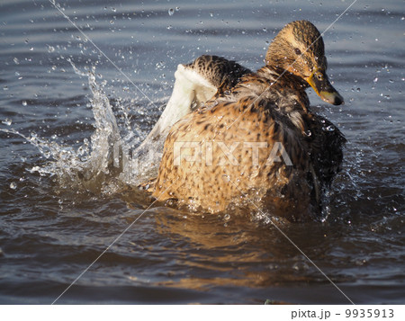 duck swims in the lake 9935913