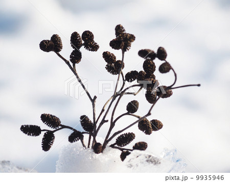 bouquet of alder twigs in the snow bouquet of alder twigs in the snow 9935946
