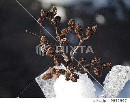 bouquet of alder twigs in the snow bouquet of alder twigs in the snow 9935947