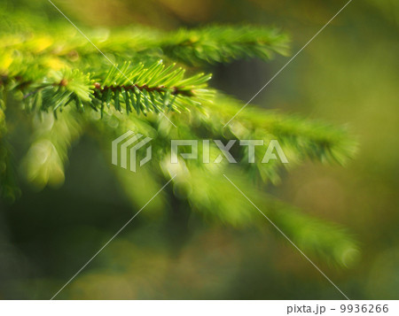 fir branch fir branch 9936266