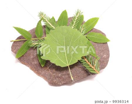 leaves and stone on white background leaves and stone on white background 9936314