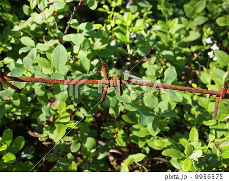 barbed wire in the foliage barbed wire in the foliage 9936375