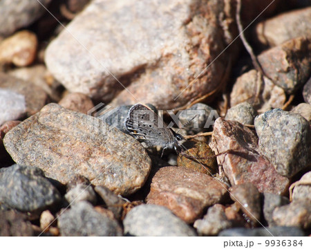 copper-butterfly copper-butterfly 9936384