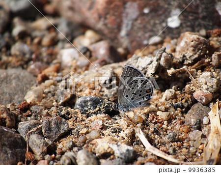 copper-butterfly copper-butterfly 9936385