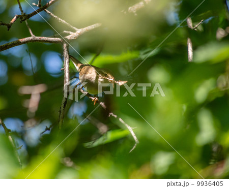 flycatcher bird flycatcher bird 9936405