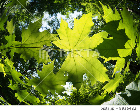maple leaves 9936432