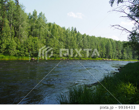 forest 9936433