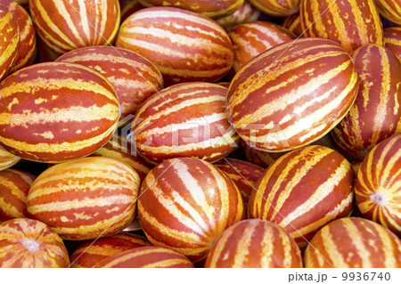 small decorative melon small decorative melon 9936740
