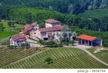 Rural houses among green vineyards and trees. 9936744