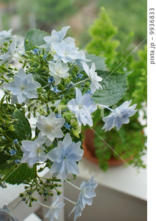 紫陽花 9936833