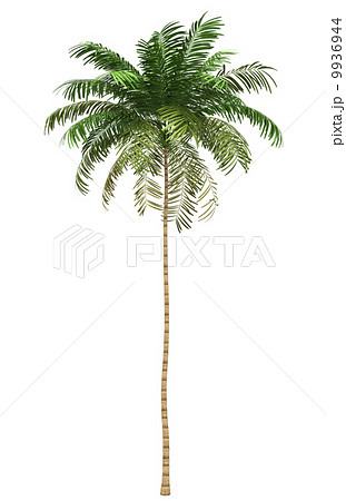 Areca palm tree isolated on white background with clipping path 9936944
