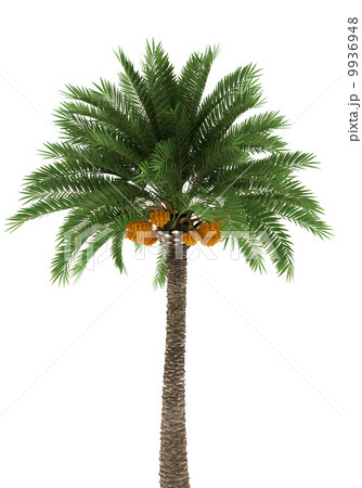 Palm tree isolated on white background with clipping path 9936948