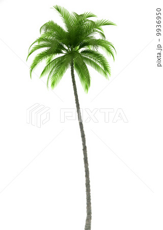 Palm tree isolated on white background Palm tree isolated on white background 9936950
