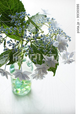 紫陽花 紫陽花 9936986