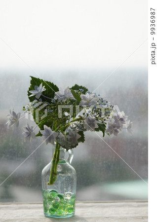 紫陽花 9936987