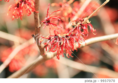 ベニバナマンサクの花 ベニバナマンサクの花 9937070