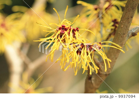 マンサクの花 9937094