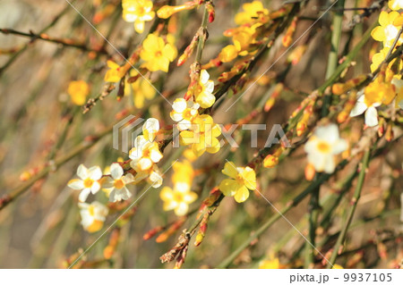 黄梅の花 黄梅の花 9937105