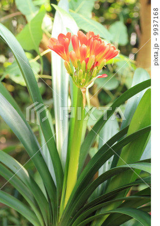 君子蘭の花 君子蘭の花 9937168