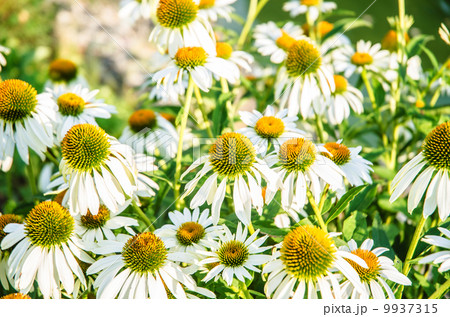 Camomiles flowers in nature concept Camomiles flowers in nature concept 9937315